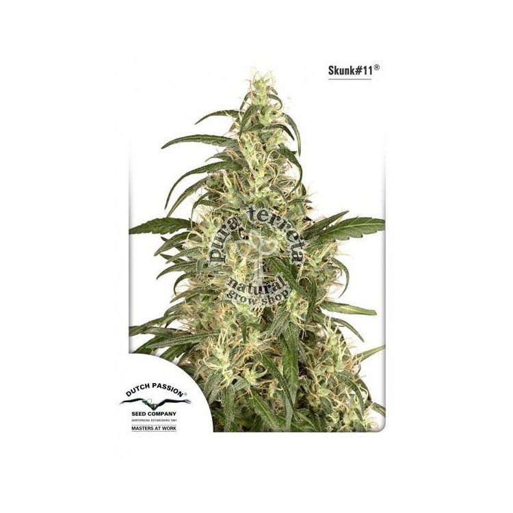 Skunk 11 Dutch Passion