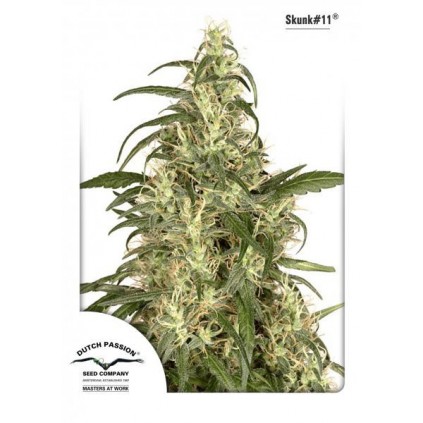Skunk 11 Dutch Passion