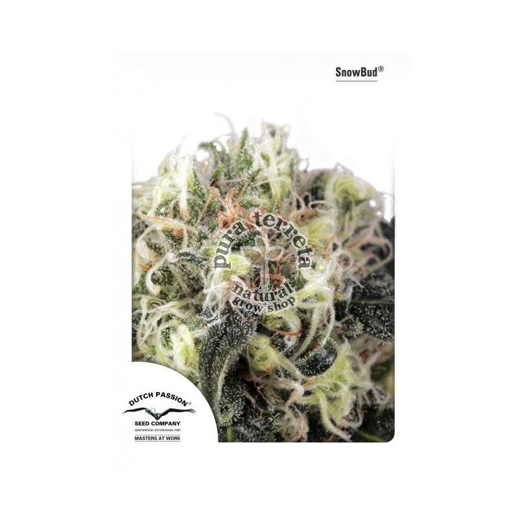 Snow Bud Dutch Passion