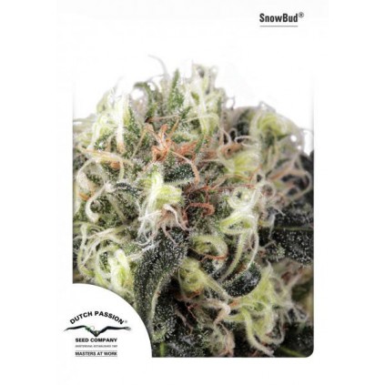 Snow Bud Dutch Passion