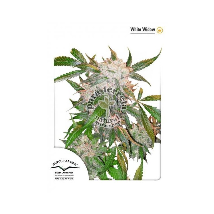 White Widow Dutch Passion