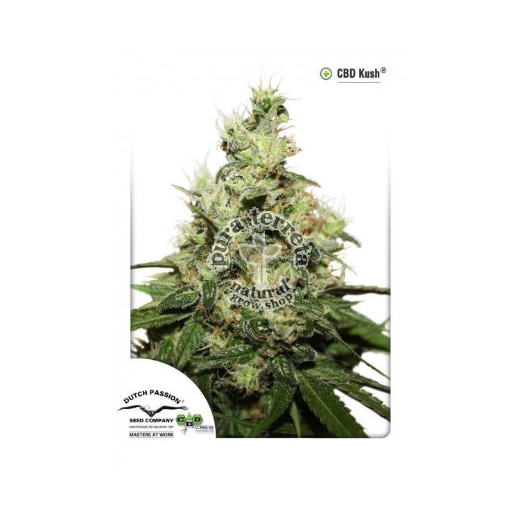 CBD Kush Dutch Passion