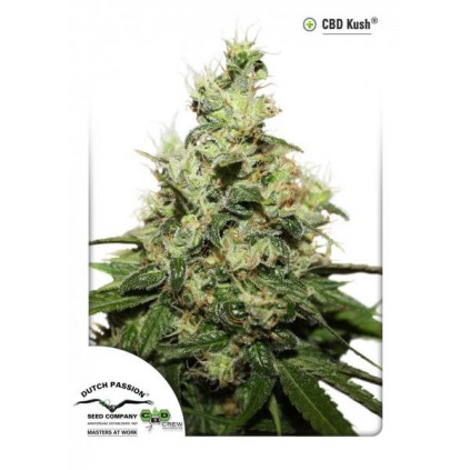 CBD Kush Dutch Passion