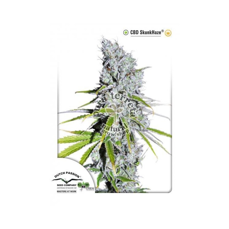 CBD Skunkhaze Dutch Passion