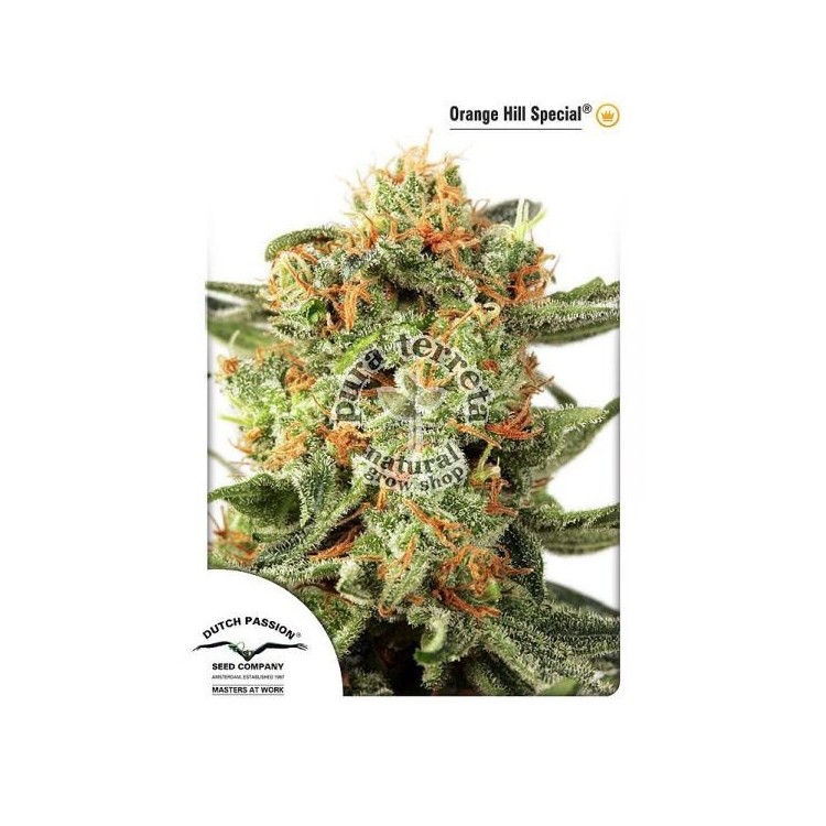 Orange Hill Special Dutch Passion
