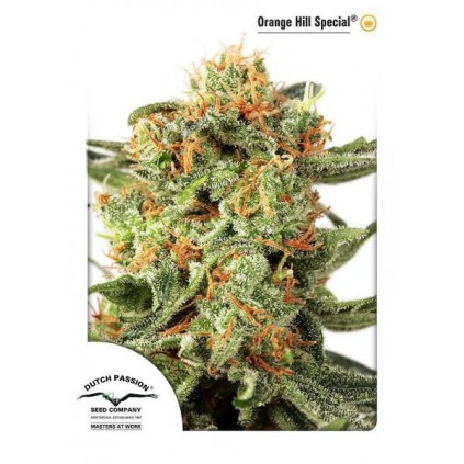 Orange Hill Special Dutch Passion