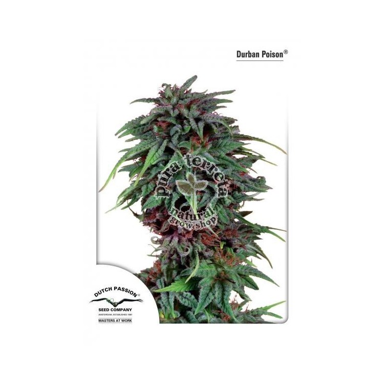 Durban Poison Dutch Passion