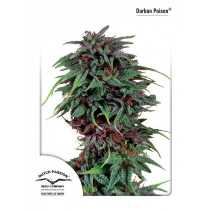 Durban Poison Dutch Passion