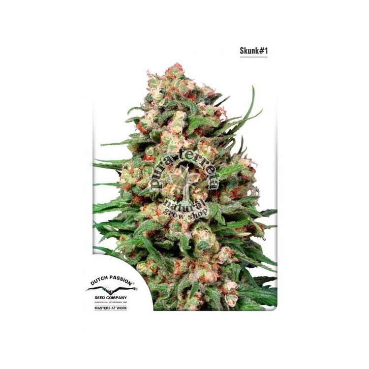 Skunk 1 Dutch Passion