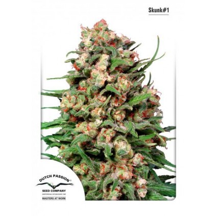 Skunk 1 Dutch Passion