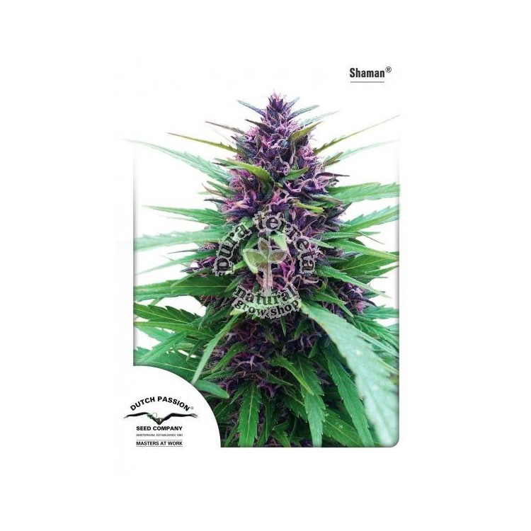Shaman Dutch Passion