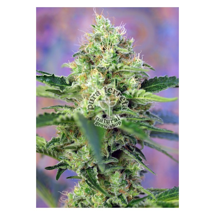 Crystal Candy Sweet Seeds