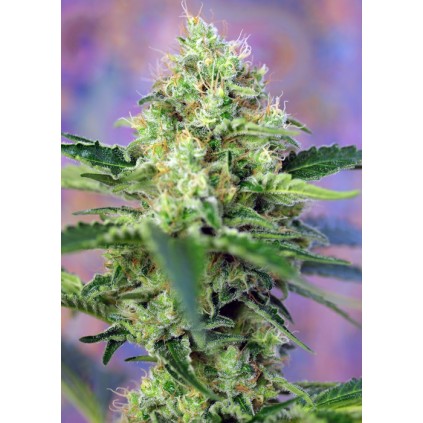 Crystal Candy Sweet Seeds