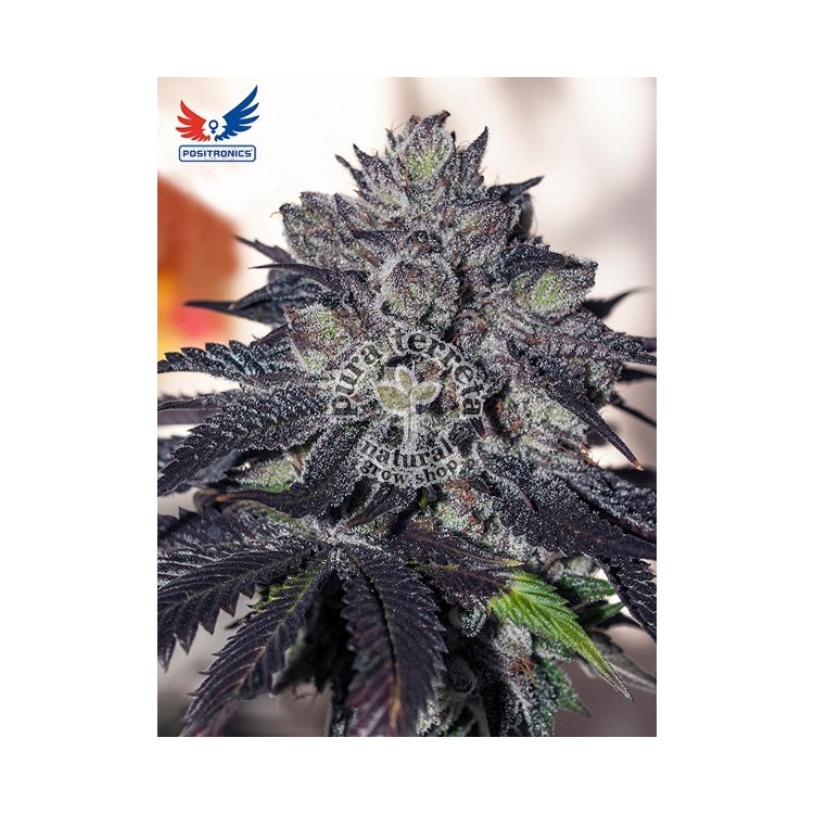 Gordo Master Kush Positronics 