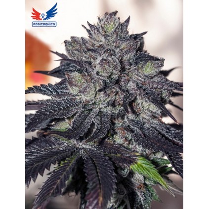 Gordo Master Kush Positronics 