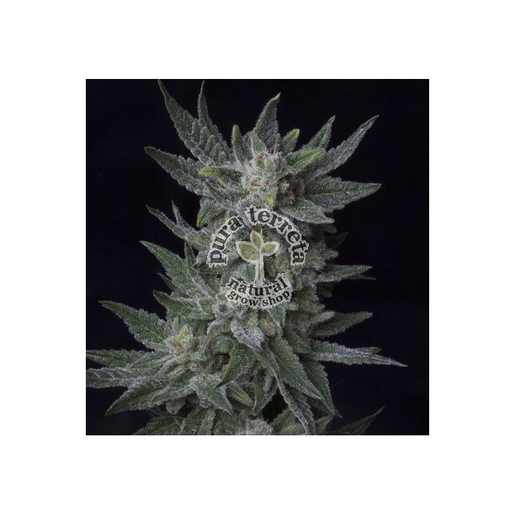 Auto Bublegum Th seeds