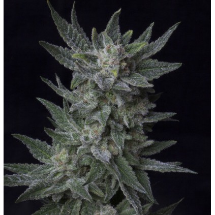 Auto Bublegum Th seeds
