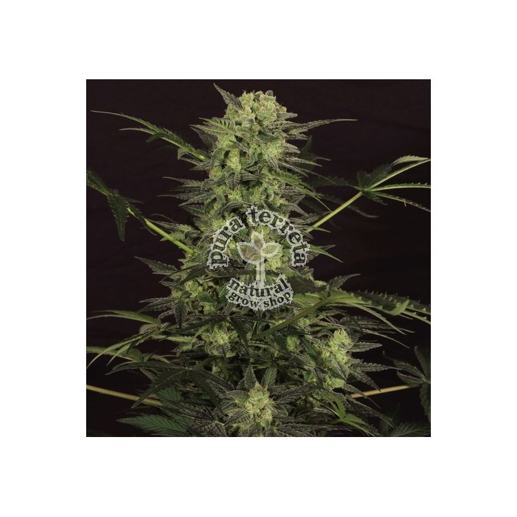 Auto Mk Ultra Kush Th seeds