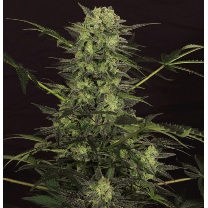Auto Mk Ultra Kush Th seeds