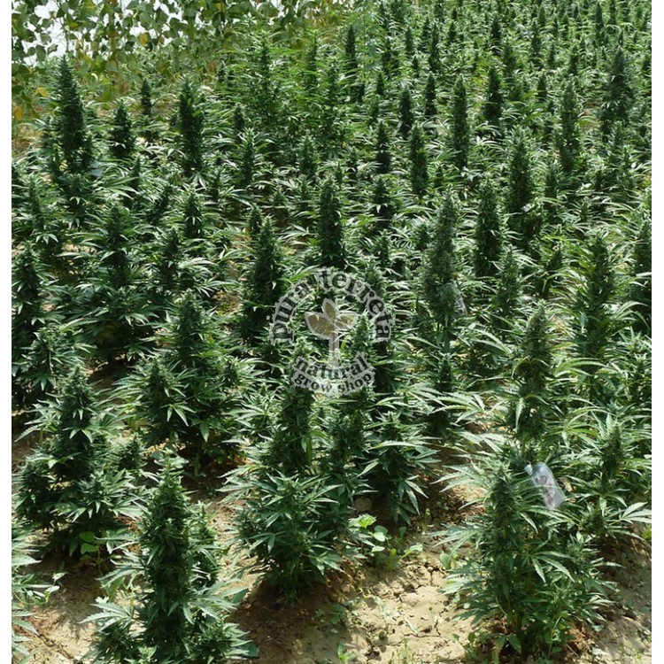 Auto Northern Hog Th seeds