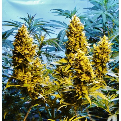 Auto Northern Hog Th seeds
