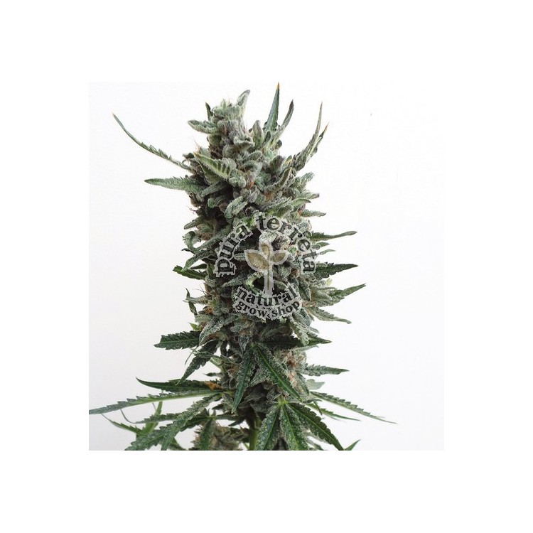 Auto Critical Hog Th seeds