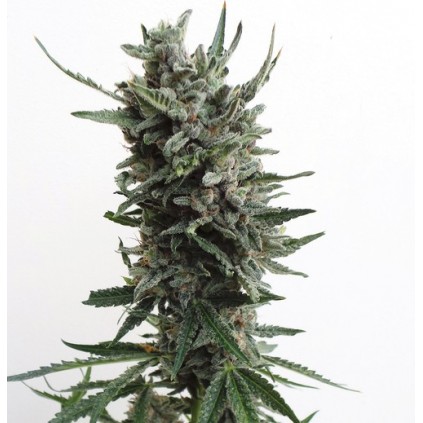Auto Critical Hog Th seeds