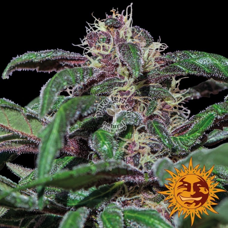 Ayahuasca Purple Barneys Farm
