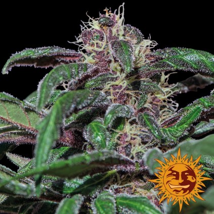 Ayahuasca Purple Barneys Farm