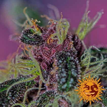 Ayahuasca Purple Barneys Farm 