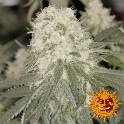 Bad Azz Kush Barneys Farm