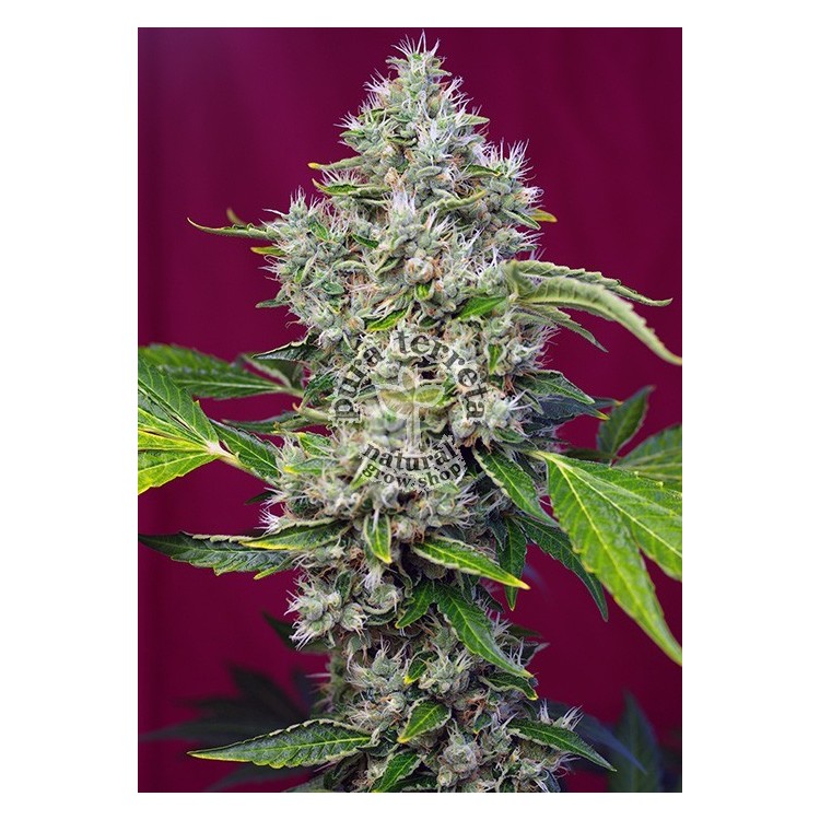 San Fernando Lemon Kush Sweet Seeds