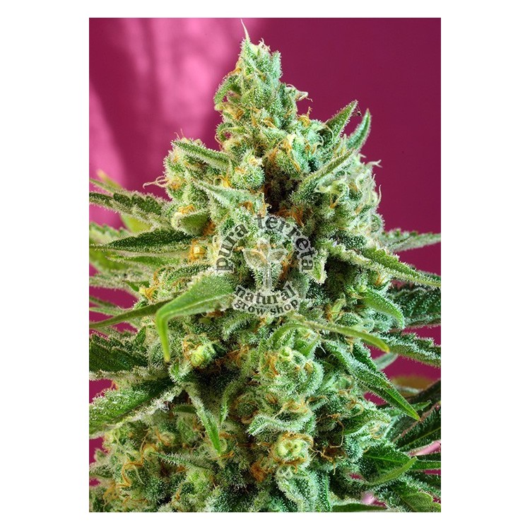 S.A.D Sweet Afgani Delicious CBD