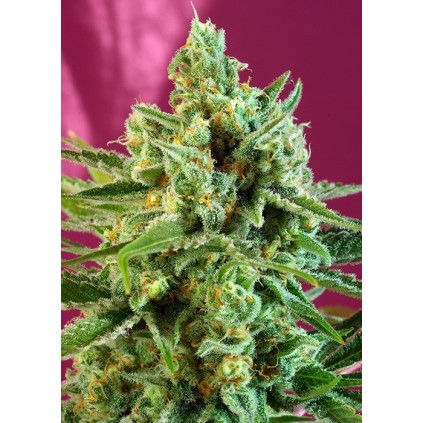 S.A.D Sweet Afgani Delicious CBD