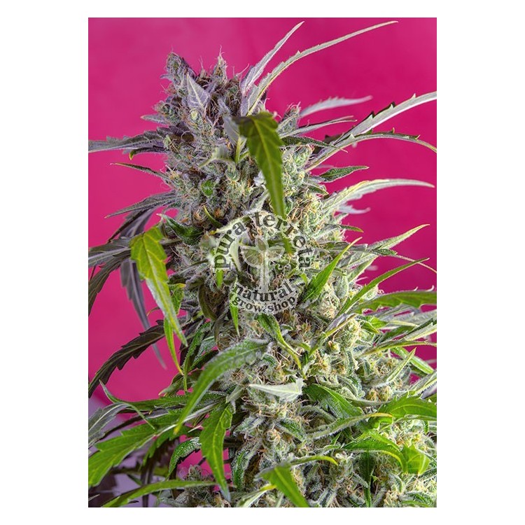 Crystal Candy Auto