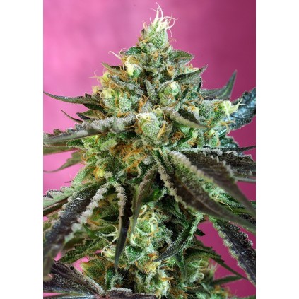 Sweet Nurse Auto CBD Sweet Seeds