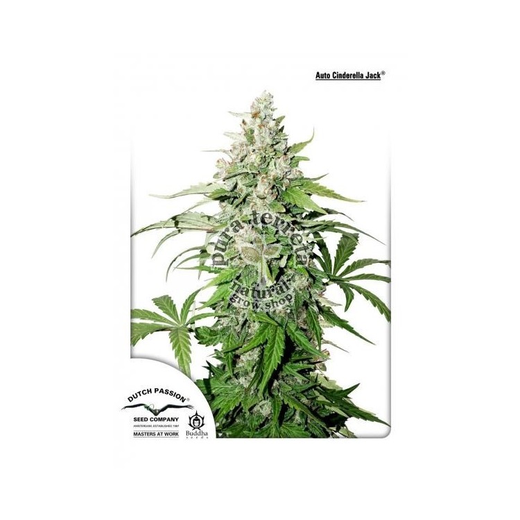 Auto Cinderella Jack Dutch Passion