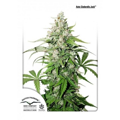Auto Cinderella Jack Dutch Passion