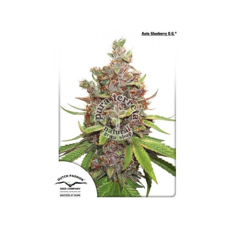 Auto Glueberry O.G. Dutch Passion