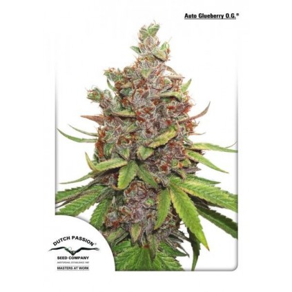 Auto Glueberry O.G. Dutch Passion