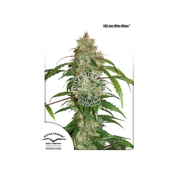 CBD Auto White Widow Dutch Passion