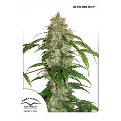 CBD Auto White Widow Dutch Passion