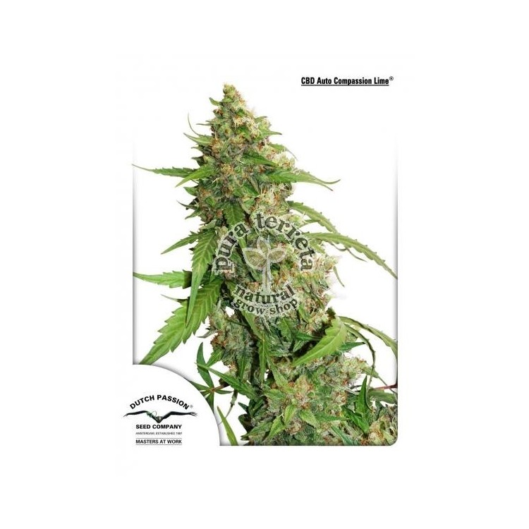 CBD Auto Compassion Lime Dutch Passion
