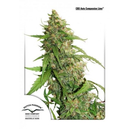 CBD Auto Compassion Lime Dutch Passion
