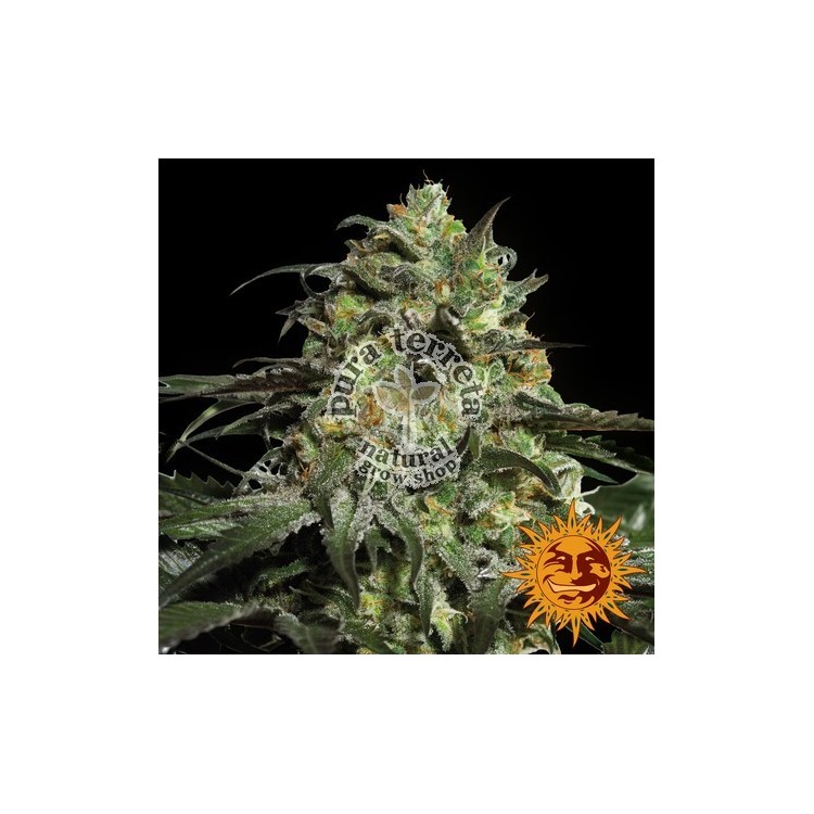 Peyote Cookies Barneys Farm