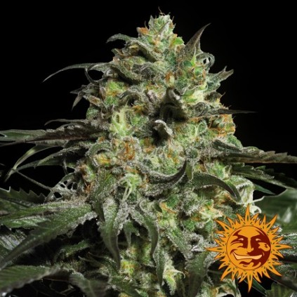 Peyote Cookies Barneys Farm
