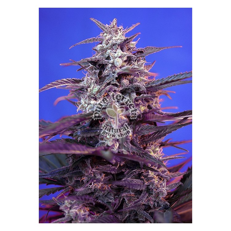 Bloody Skunk Auto Sweet Seeds