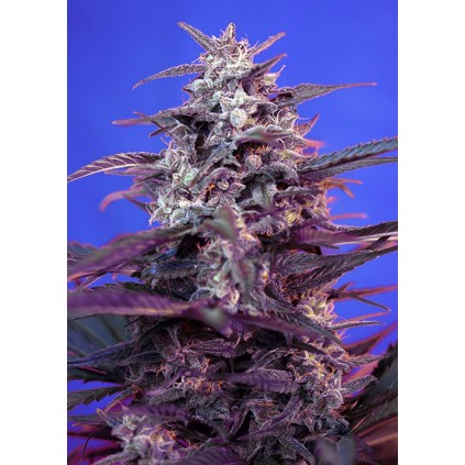 Bloody Skunk Auto Sweet Seeds
