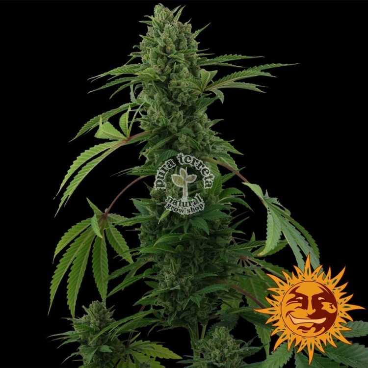 Pineapple Express Auto Barney´s Farm.