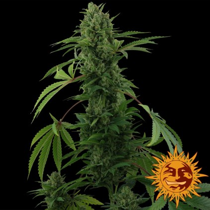 Pineapple Express Auto Barney´s Farm.